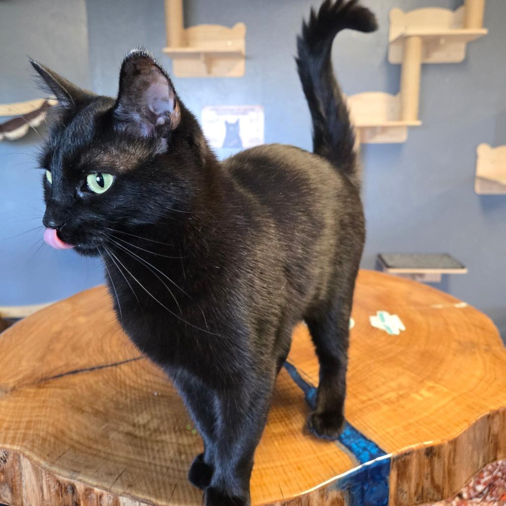 Teddi, Adoptable, Adult Female Domestic Short Hair.