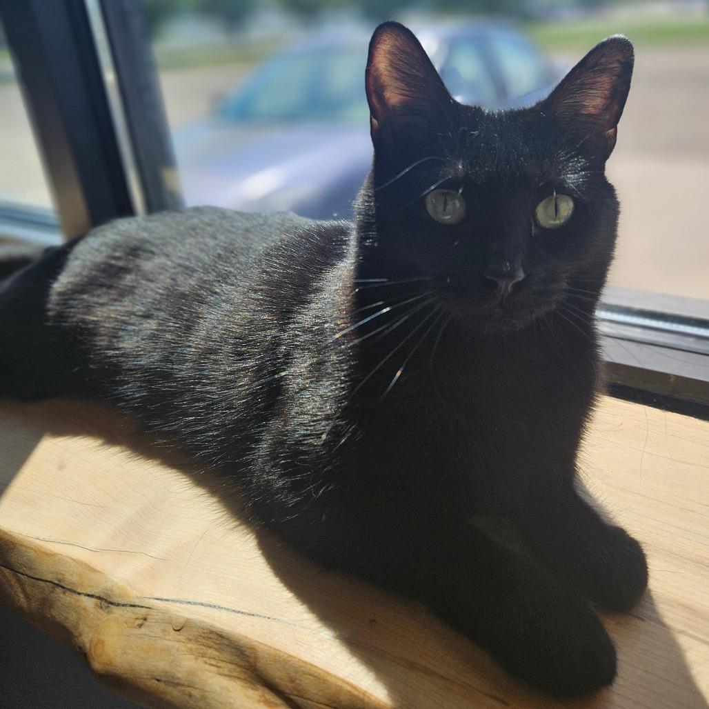 Enlarge Teddi, a Adoptable Domestic Short Hair in Bismarck, ND image 2/4