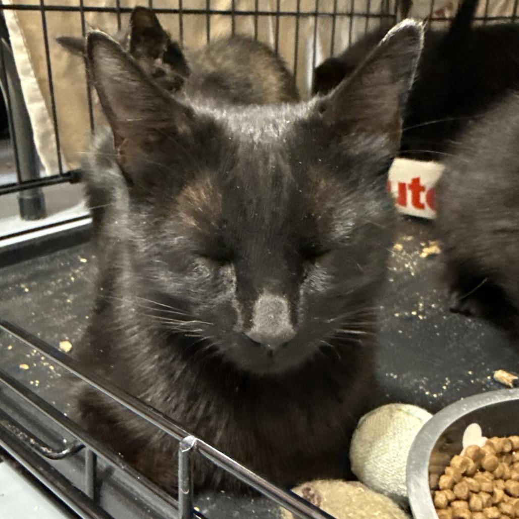 Teddi, Adoptable, Young Female Domestic Short Hair.