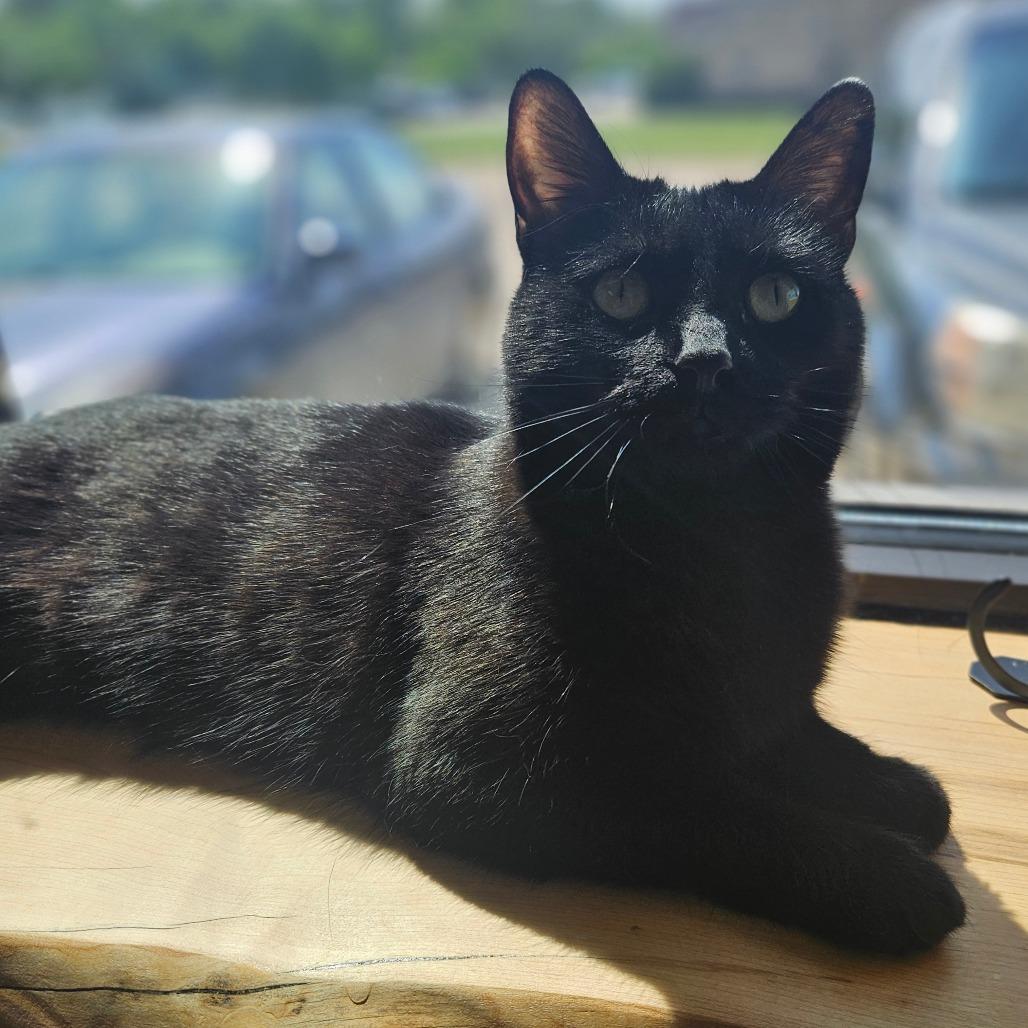 Enlarge Teddi, a Adoptable Domestic Short Hair in Bismarck, ND image 4/4