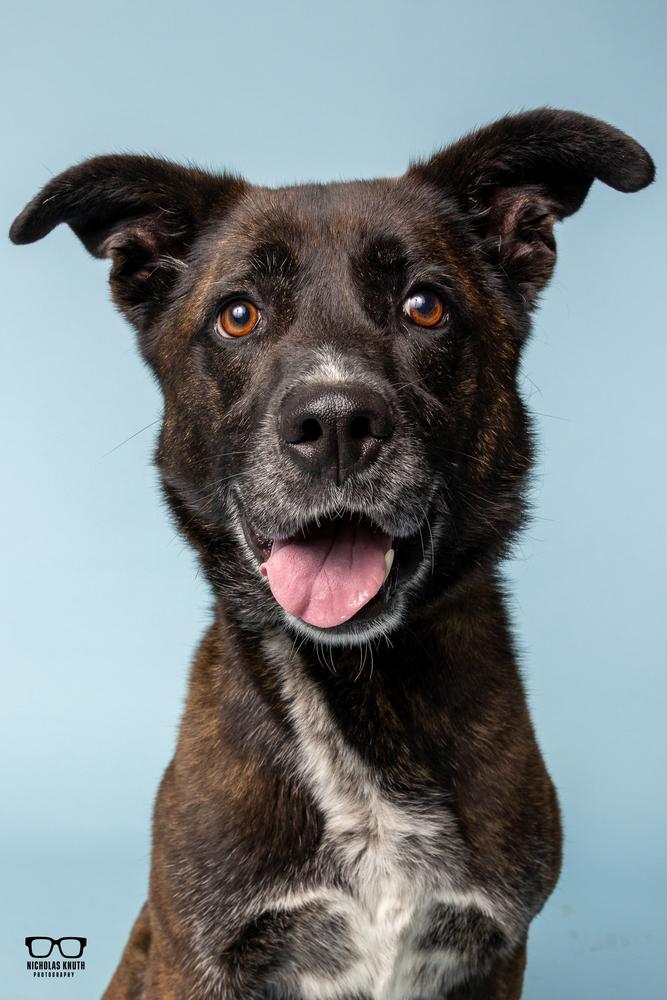 Bronwyn, Adoptable, Adult Female Pointer.