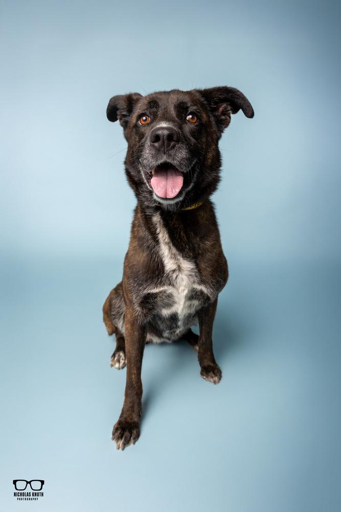 Bronwyn, a Adoptable mixed breed in Palatine, IL image 2/4