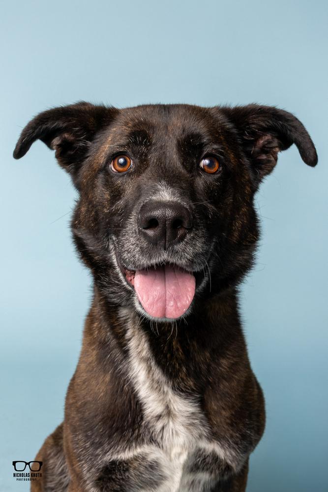 Bronwyn, a Adoptable mixed breed in Palatine, IL image 3/4
