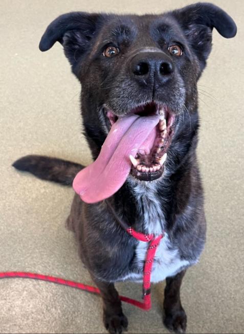 Enlarge Bronwyn, a Adoptable mixed breed in Palatine, IL image 1/1