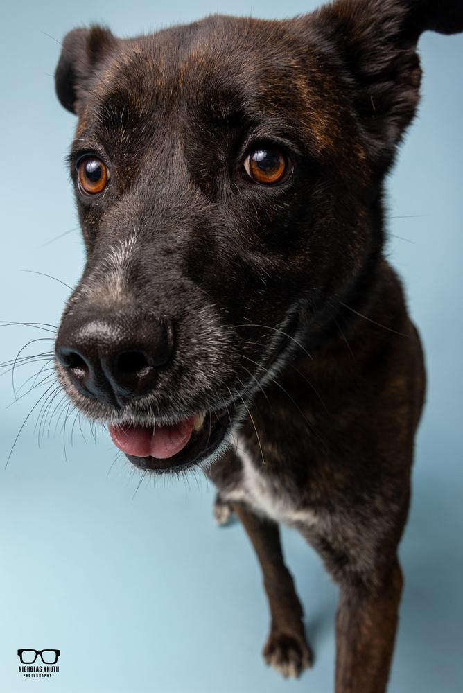 Bronwyn, a Adoptable mixed breed in Palatine, IL image 4/4