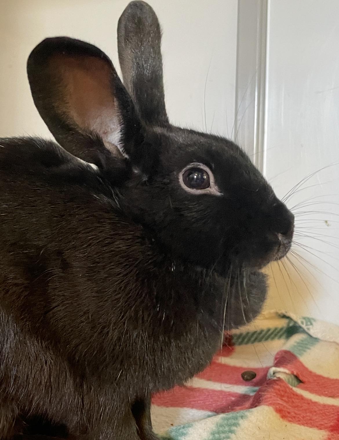 Enlarge Thin Mint, a ADOPTABLE mixed breed in Chicago, IL image 2/3