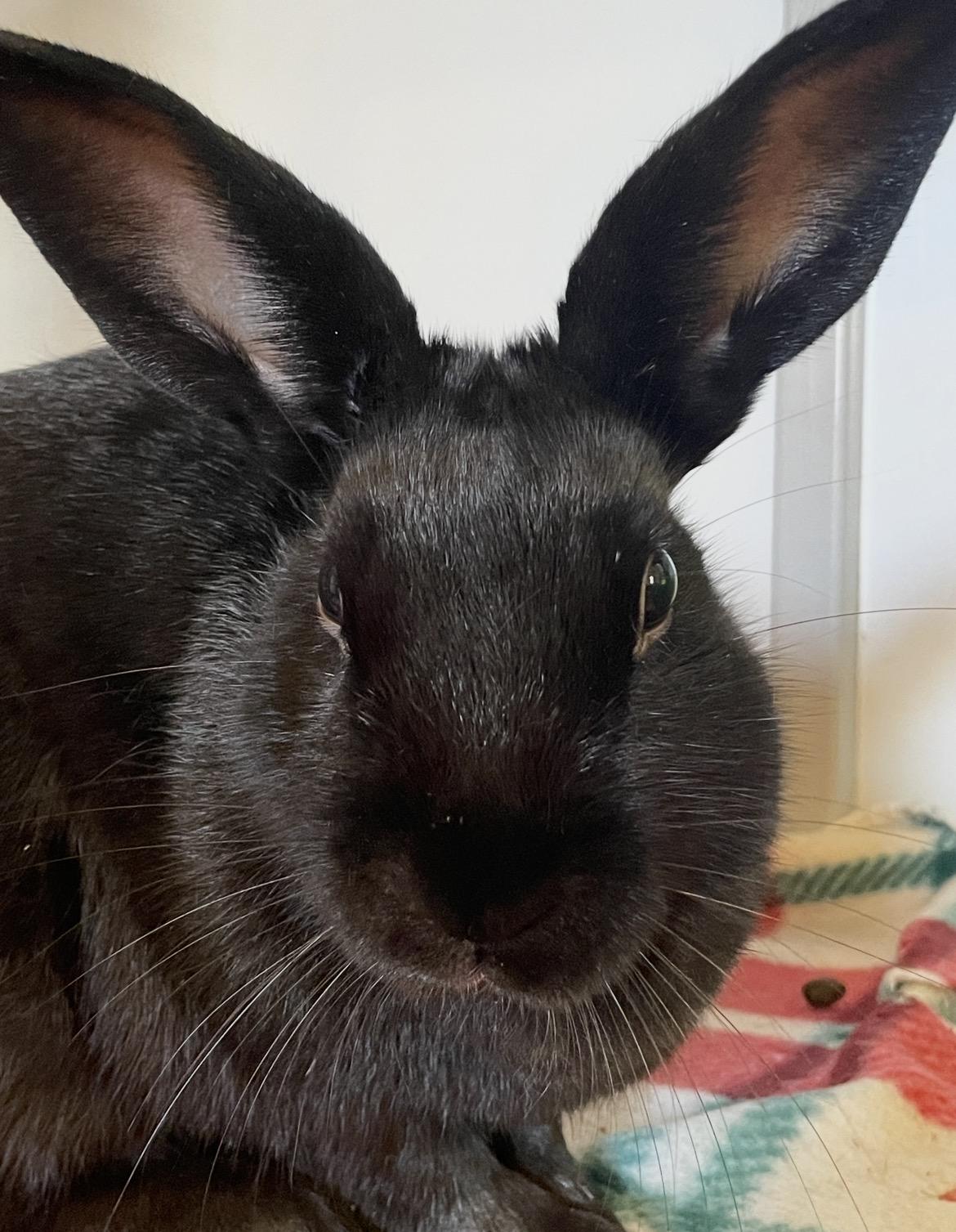 Thin Mint, ADOPTABLE, Young Female Dwarf & Satin.