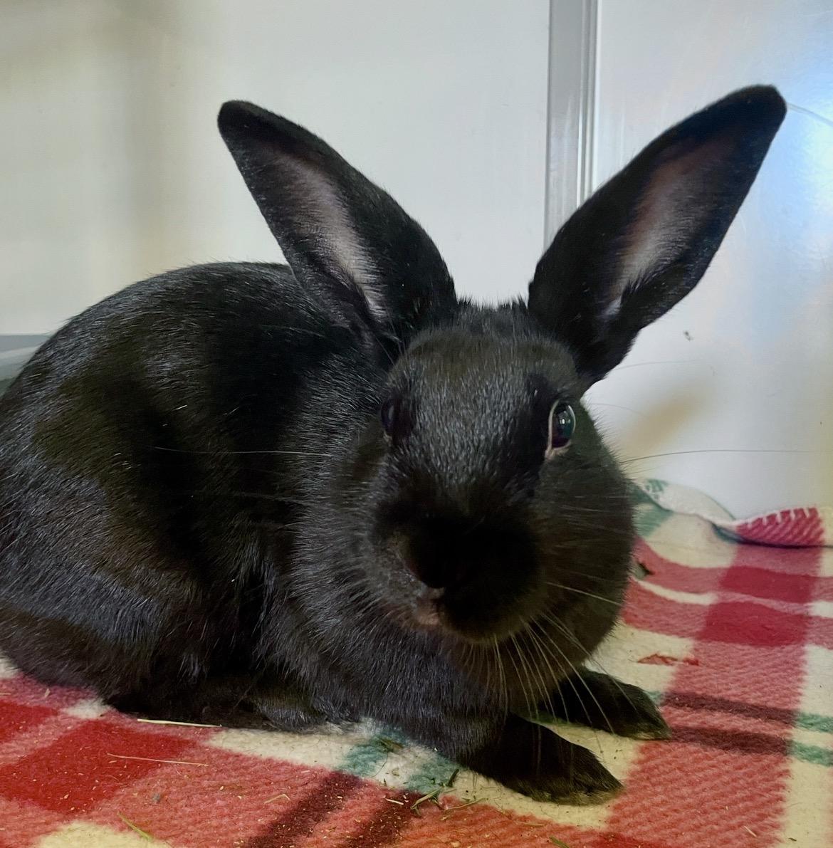 Enlarge Thin Mint, a ADOPTABLE mixed breed in Chicago, IL image 3/3