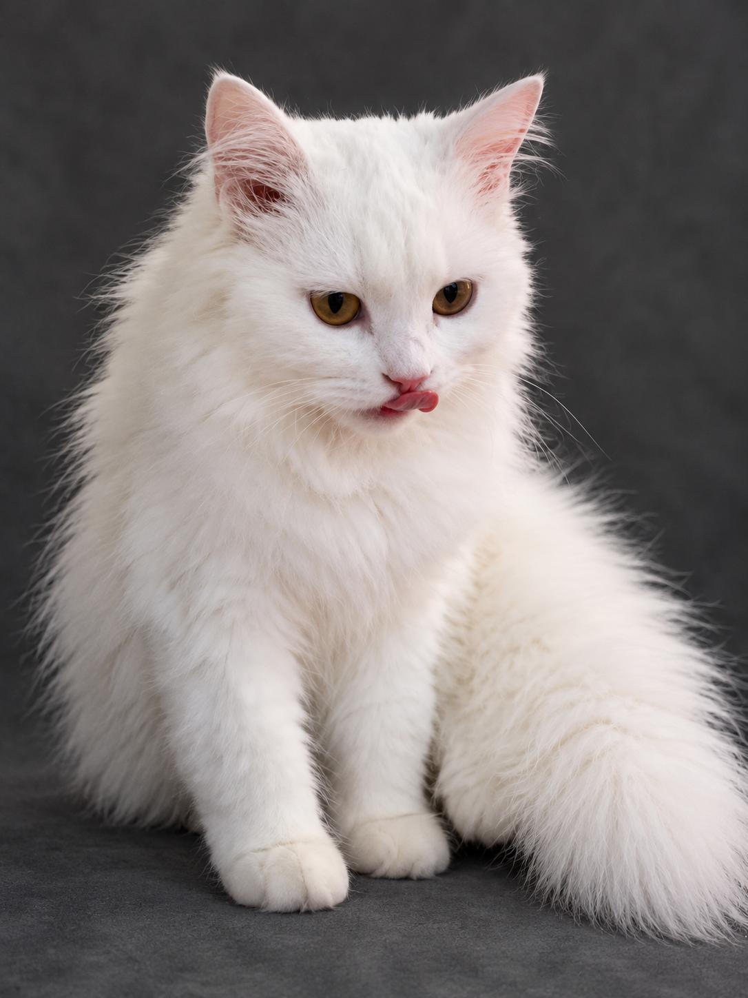 Cotton, Adoptable, Kitten Female Persian.
