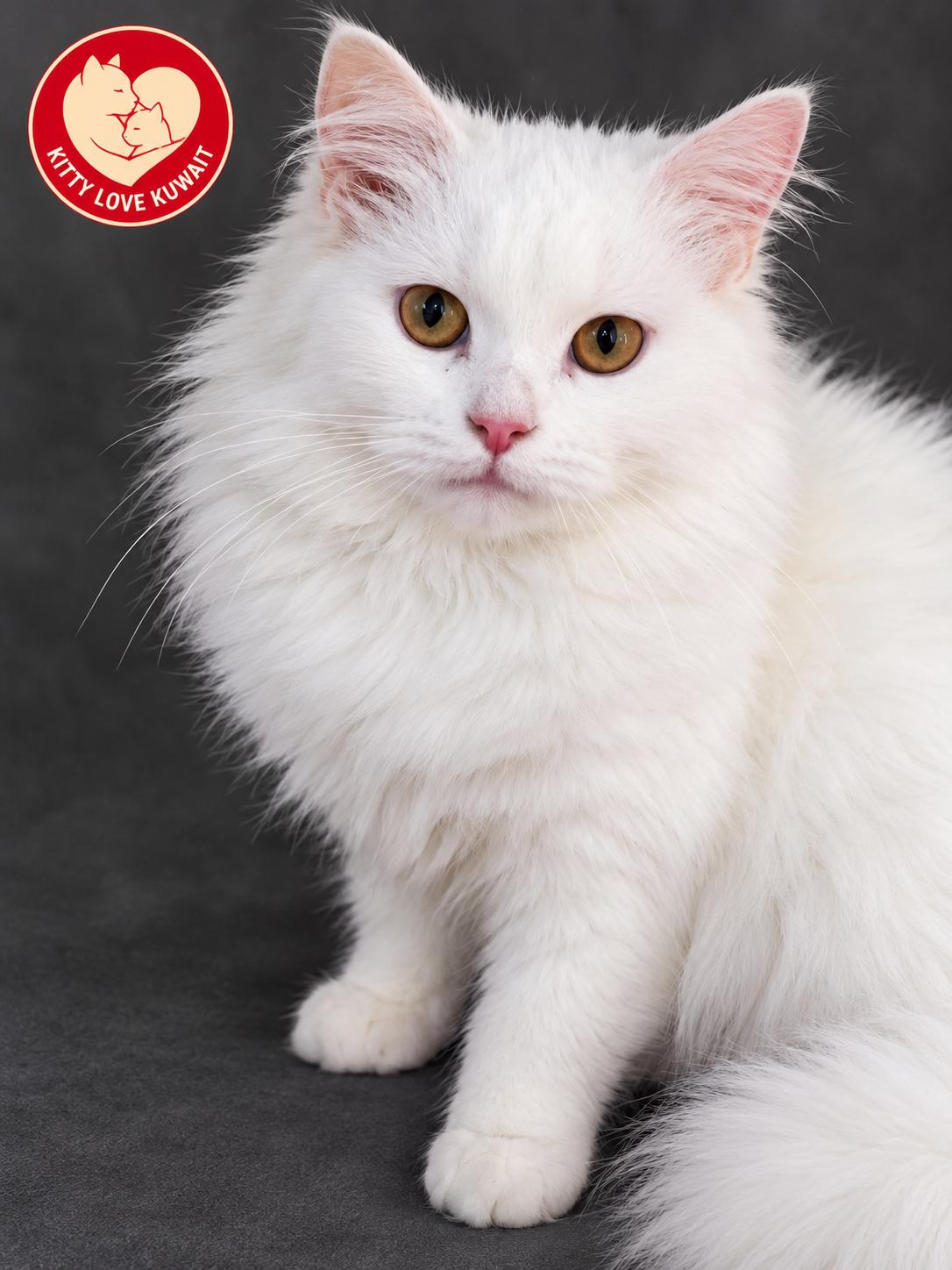 Enlarge Cotton, a Adoptable Persian in Snow Hill, MD image 2/2