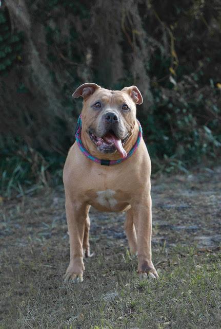 Enlarge Ralo, a Adoptable American Bully in Eglin AFB, FL image 4/5