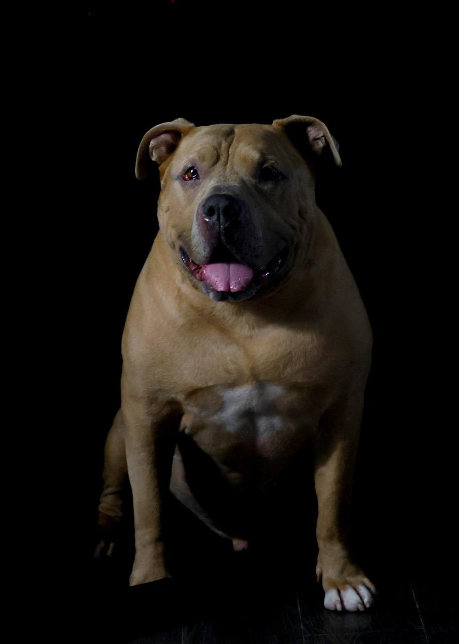 Ralo, Adoptable, Senior Male American Bully.