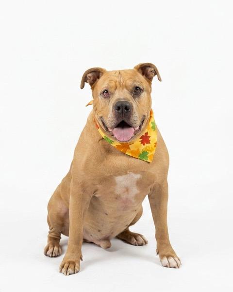 Enlarge Ralo, a Adoptable American Bully in Eglin AFB, FL image 2/5