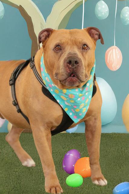 Enlarge Ralo, a Adoptable American Bully in Eglin AFB, FL image 3/5