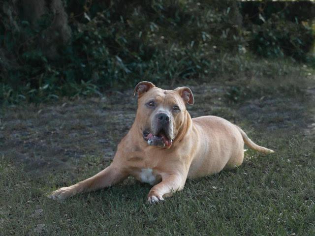 Enlarge Ralo, a Adoptable American Bully in Eglin AFB, FL image 5/5