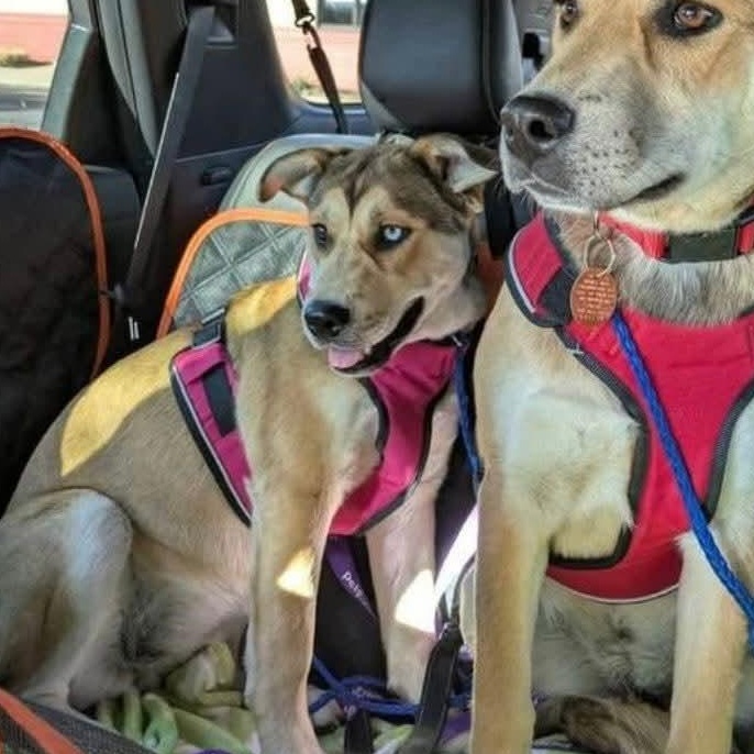 Enlarge Starr, a ADOPTABLE mixed breed in Mount Bethel, PA image 2/6