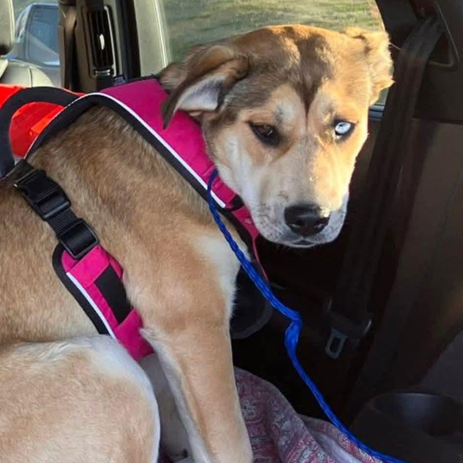 Enlarge Starr, a ADOPTABLE mixed breed in Mount Bethel, PA image 6/6