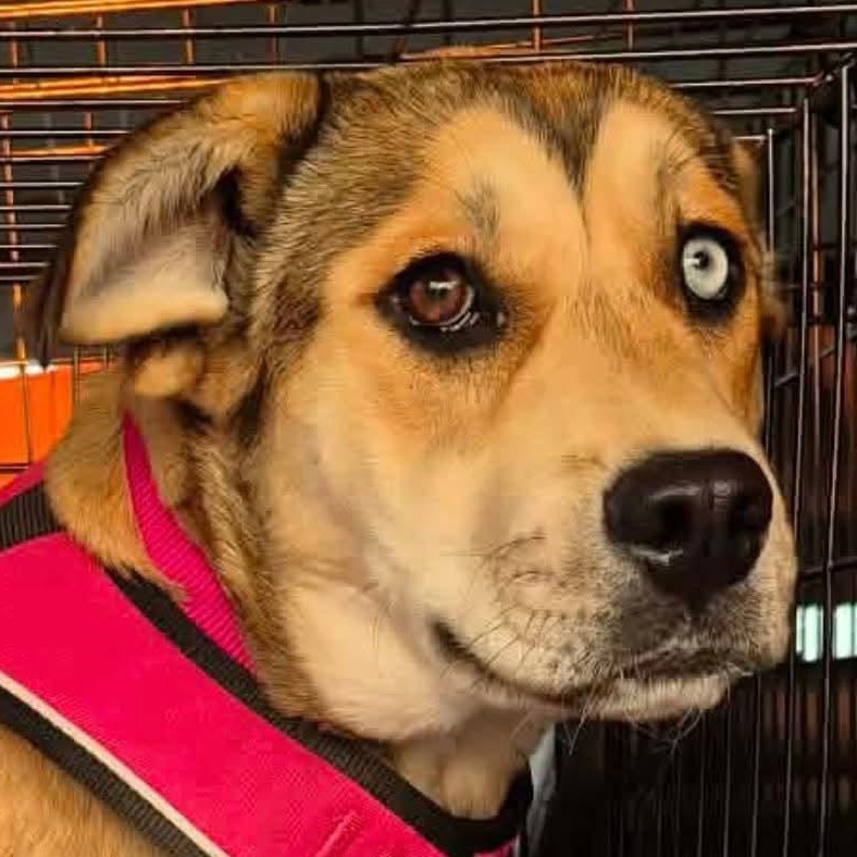 Starr, a ADOPTABLE mixed breed in Mount Bethel, PA image 1/6