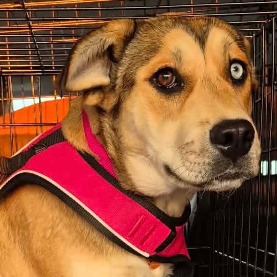 Enlarge Starr, a ADOPTABLE mixed breed in Mount Bethel, PA image 1/6