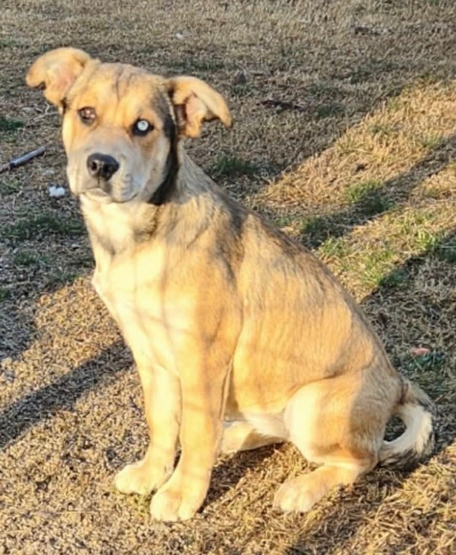 Enlarge Starr, a ADOPTABLE mixed breed in Mount Bethel, PA image 3/6