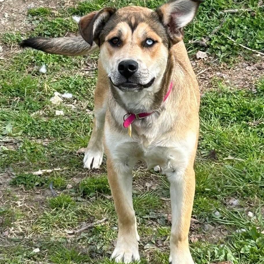 Enlarge Starr, a ADOPTABLE mixed breed in Mount Bethel, PA image 5/6