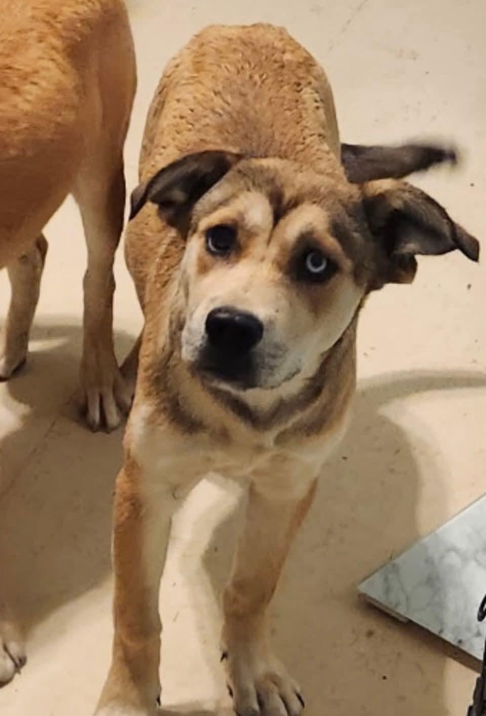 Enlarge Starr, a ADOPTABLE mixed breed in Mount Bethel, PA image 4/6