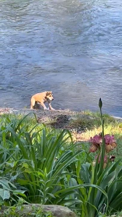 Enlarge Starr, a ADOPTABLE mixed breed in Mount Bethel, PA video 6/6