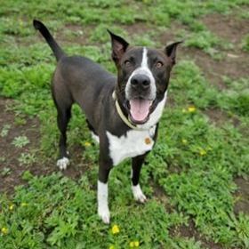 *Frankie, a Adoptable mixed breed in Justin, TX image 2/4