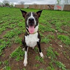 *Frankie, a Adoptable mixed breed in Justin, TX image 3/4