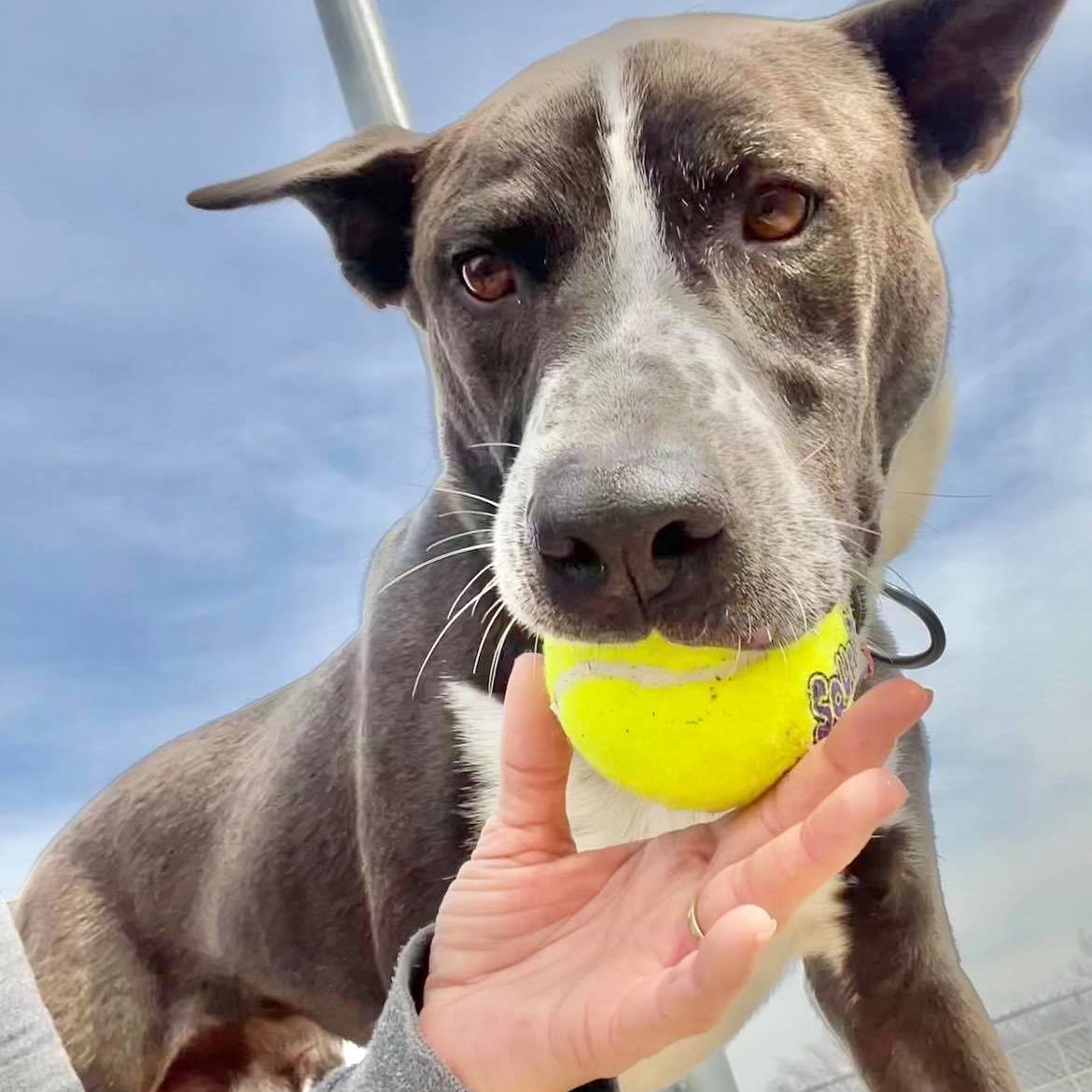 *Frankie, a Adoptable mixed breed in Justin, TX image 4/4