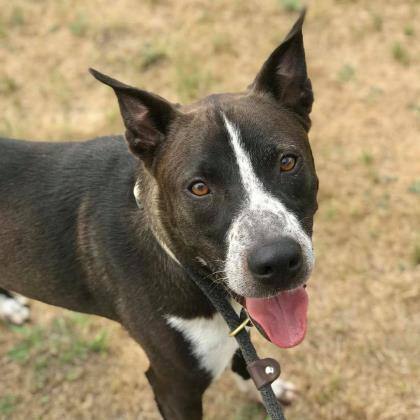 *Frankie, a Adoptable mixed breed in Justin, TX image 1/4