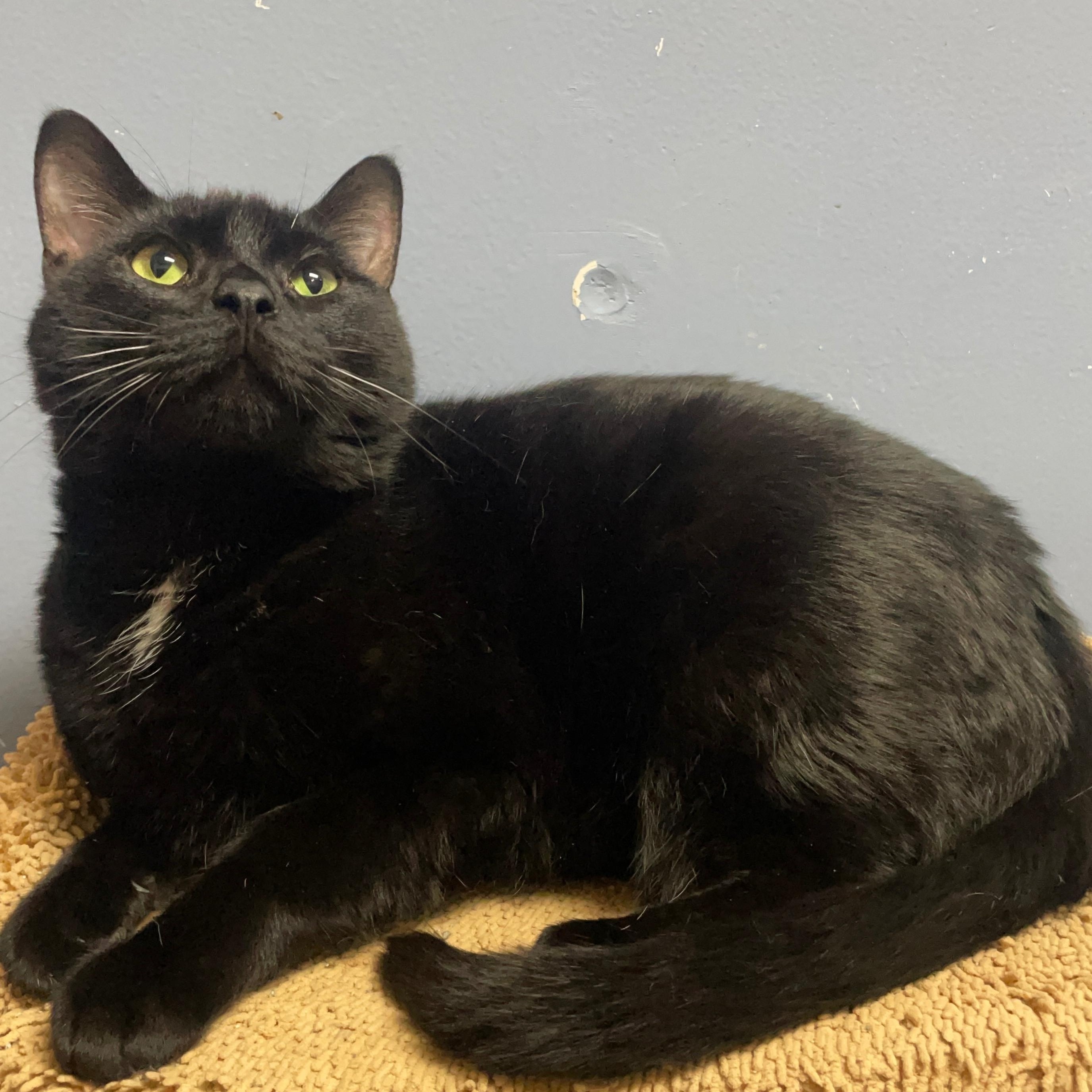 Enlarge Junior, a Adopted Domestic Medium Hair in Rock Falls, IL image 2/3