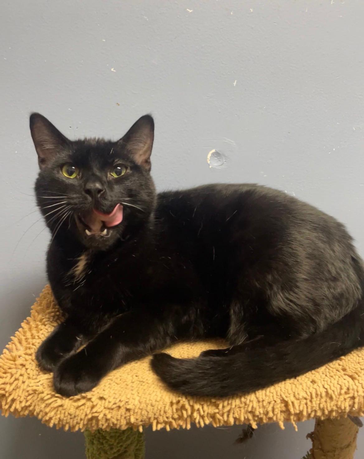 Junior, Adopted, Young Male Domestic Medium Hair.