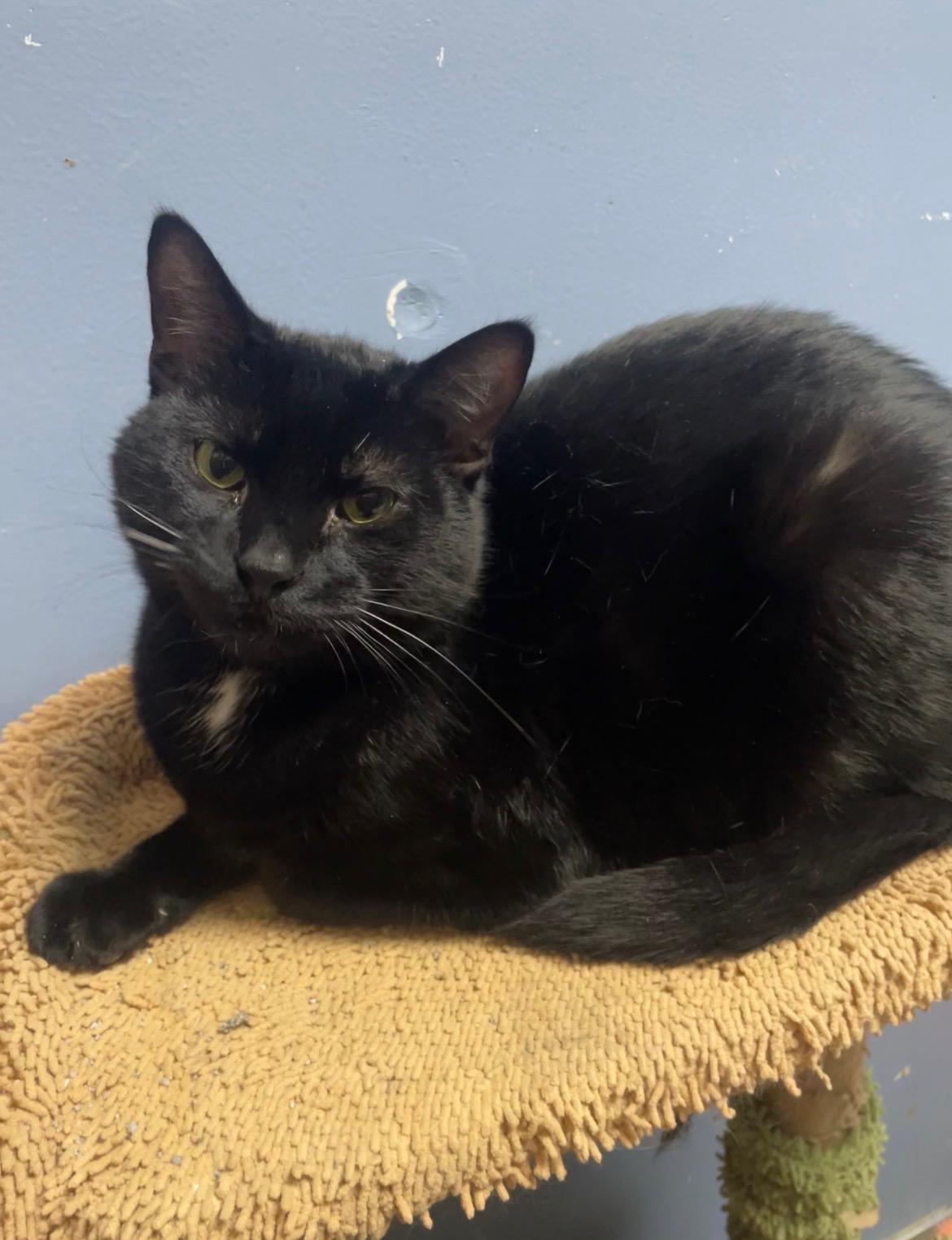 Enlarge Junior, a Adopted Domestic Medium Hair in Rock Falls, IL image 3/3