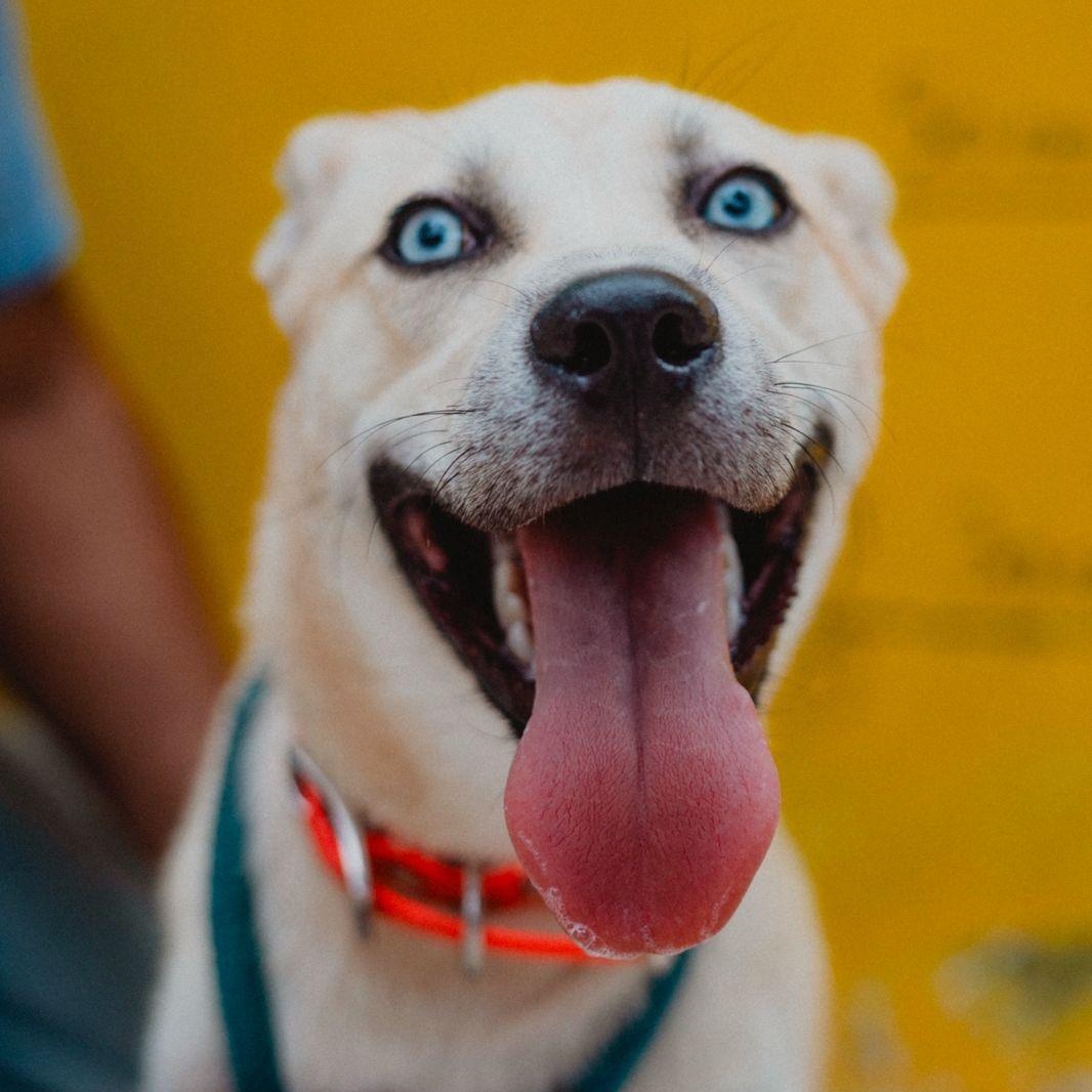 Bowie, ADOPTABLE, Young Male Whippet & Siberian Husky.