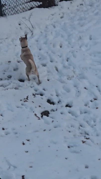 Enlarge Bowie, a ADOPTABLE mixed breed in New York, NY video 6/6