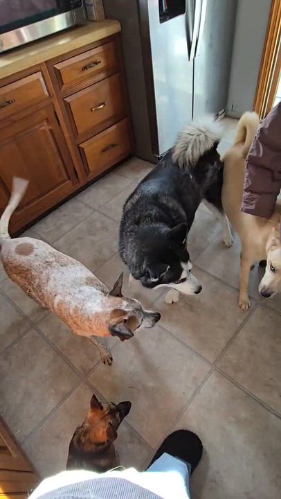 Enlarge Bowie, a ADOPTABLE mixed breed in New York, NY video 5/6