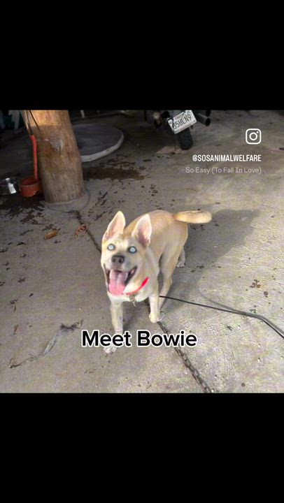 Enlarge Bowie, a ADOPTABLE mixed breed in New York, NY video 1/6