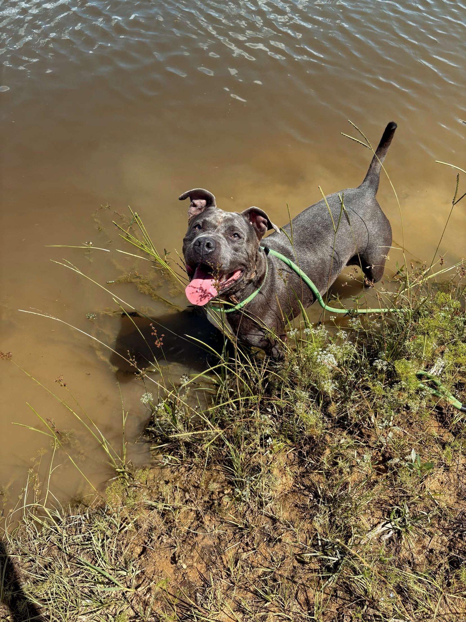 Raven, Adoptable, Adult Female Mixed Breed.