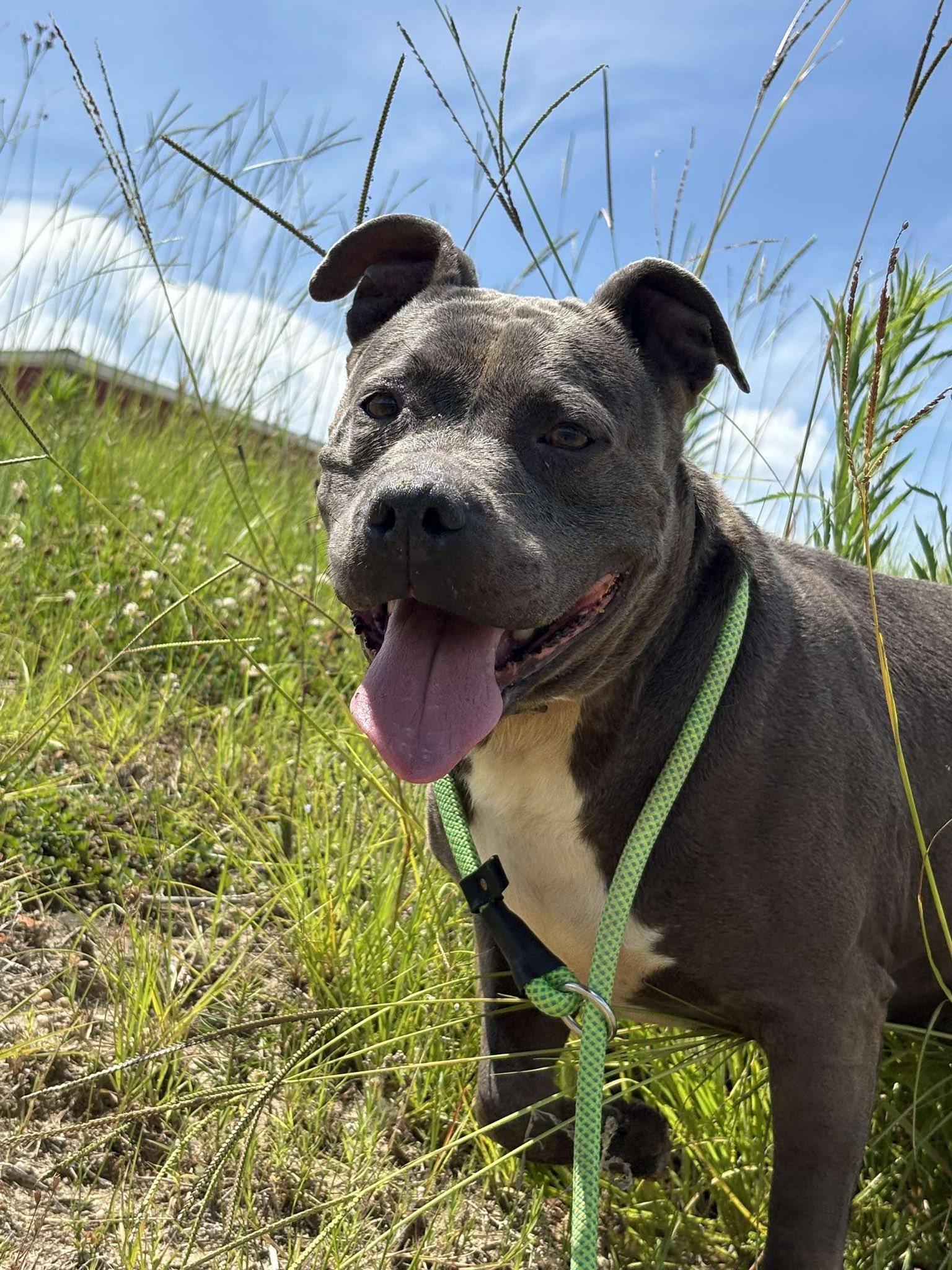 Enlarge Raven, a Adoptable Mixed Breed in Mullins, SC image 3/5