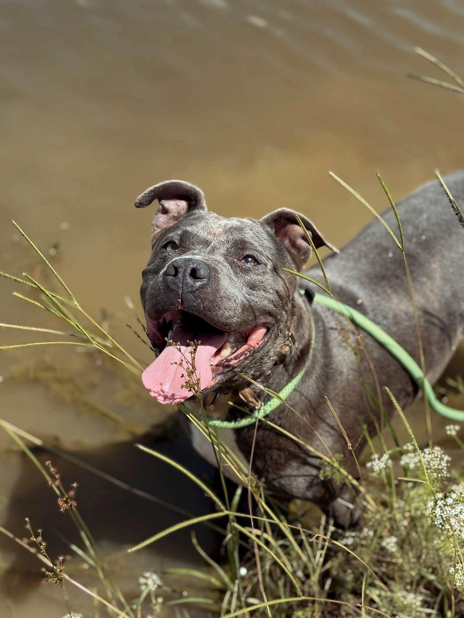 Enlarge Raven, a Adoptable Mixed Breed in Mullins, SC image 4/5