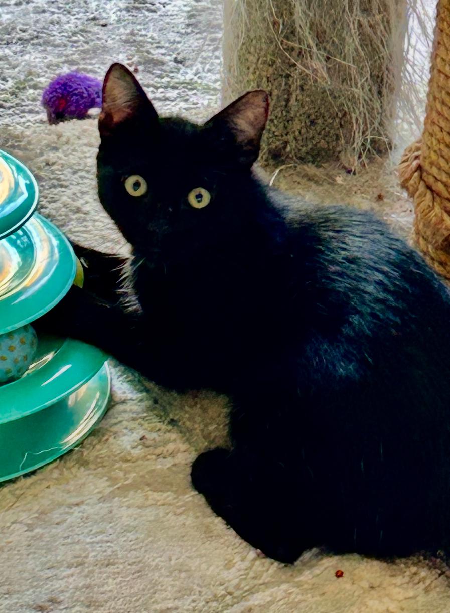 Whitney, a Adoptable Domestic Short Hair in Huntington Beach, CA image 3/6