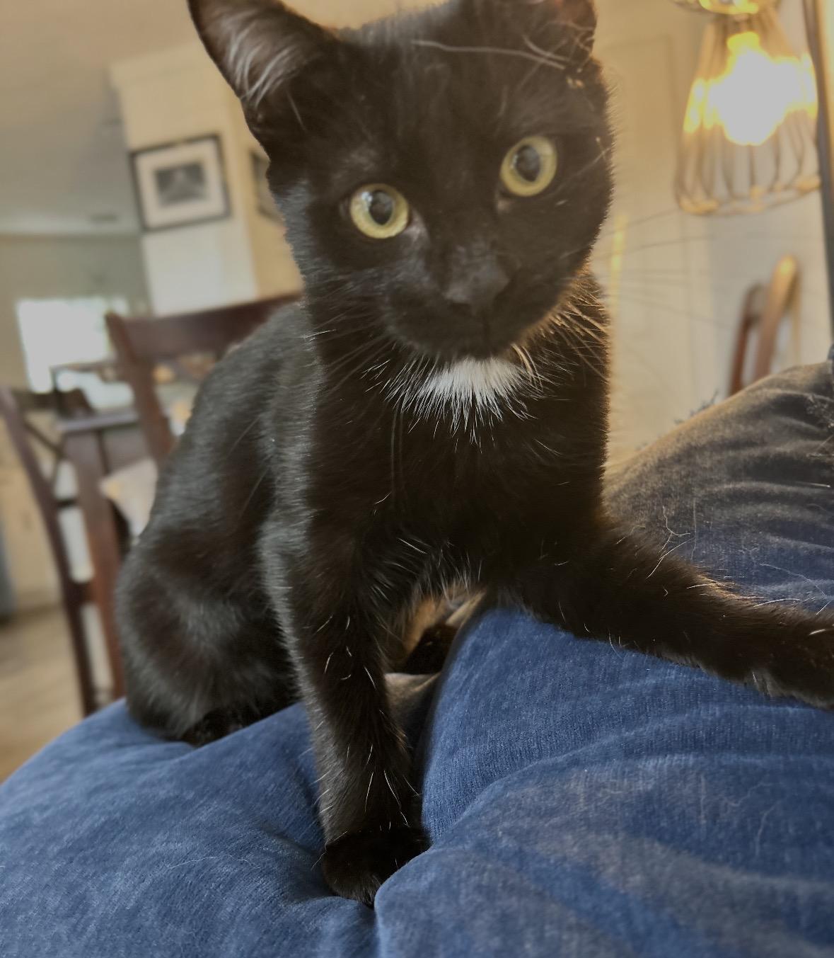 Whitney, a Adoptable Domestic Short Hair in Huntington Beach, CA image 1/6