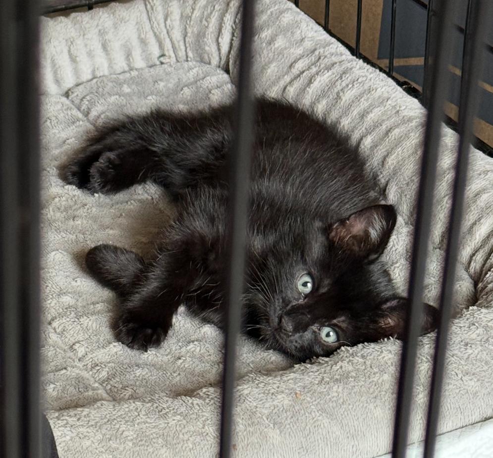 Whitney, a Adoptable Domestic Short Hair in Huntington Beach, CA image 5/6