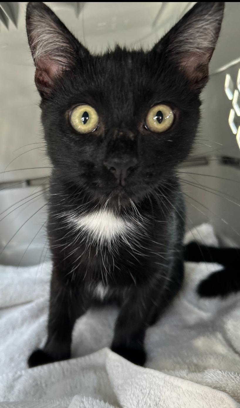 Whitney, a Adoptable Domestic Short Hair in Huntington Beach, CA image 4/6