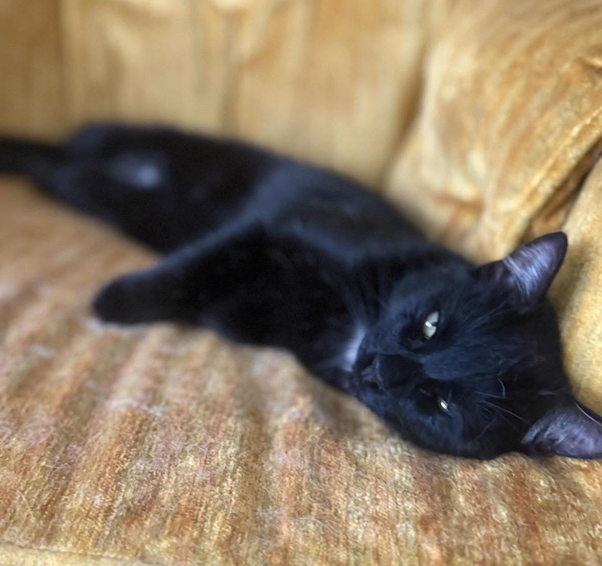 Enlarge Whitney, a Adoptable Domestic Short Hair in Huntington Beach, CA image 1/6