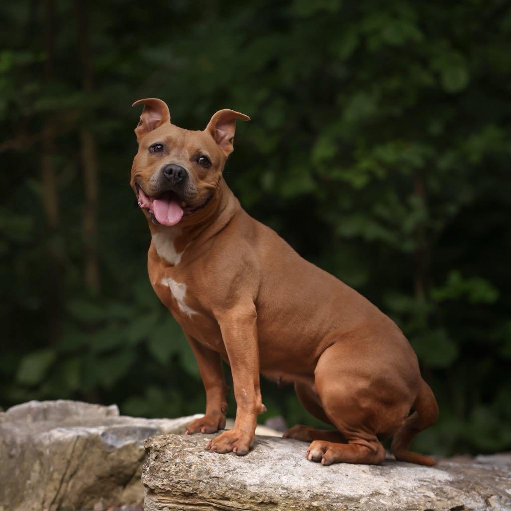 Enlarge Nugget, a Adoptable mixed breed in Tremont, IL image 1/5