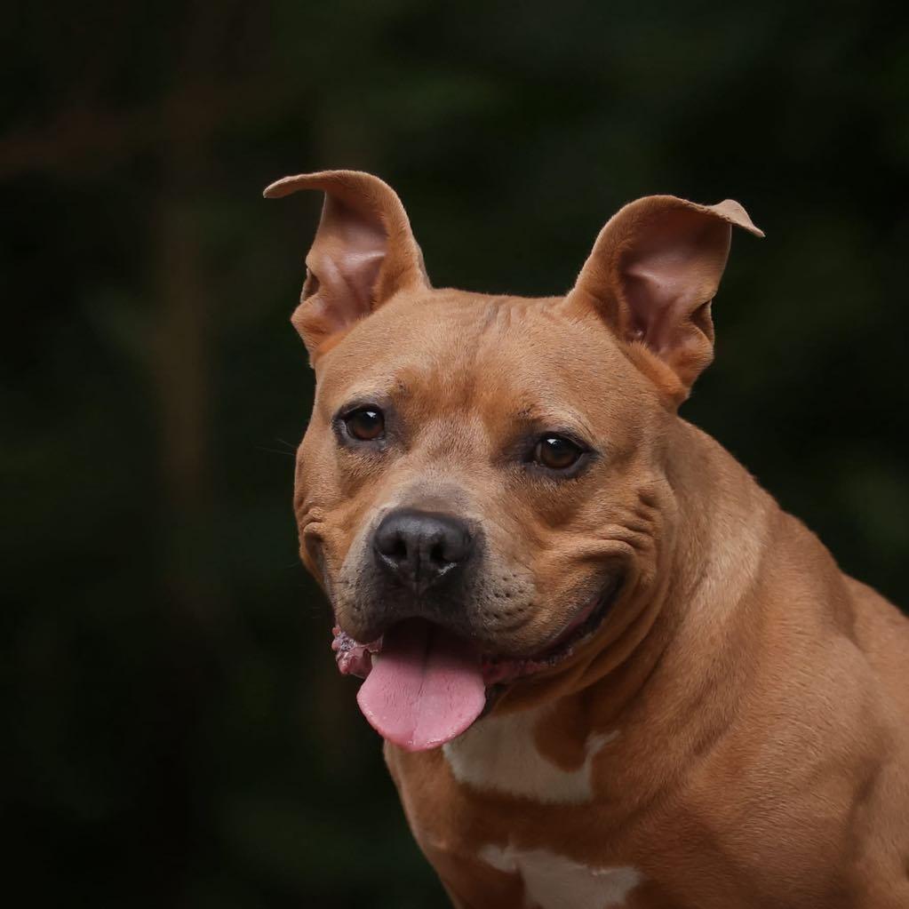 Enlarge Nugget, a Adoptable mixed breed in Tremont, IL image 4/5