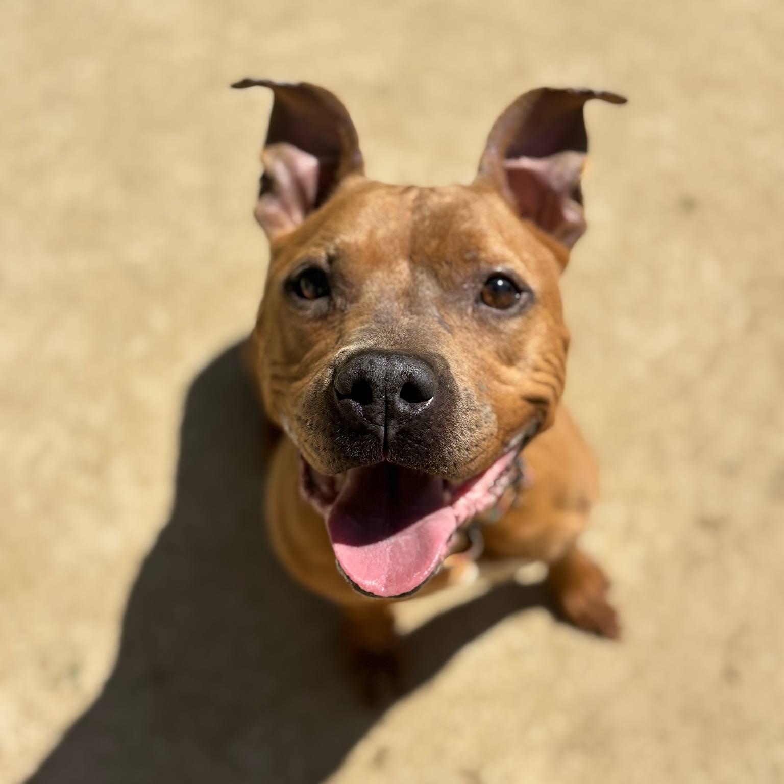 Enlarge Nugget, a Adoptable mixed breed in Tremont, IL image 5/5