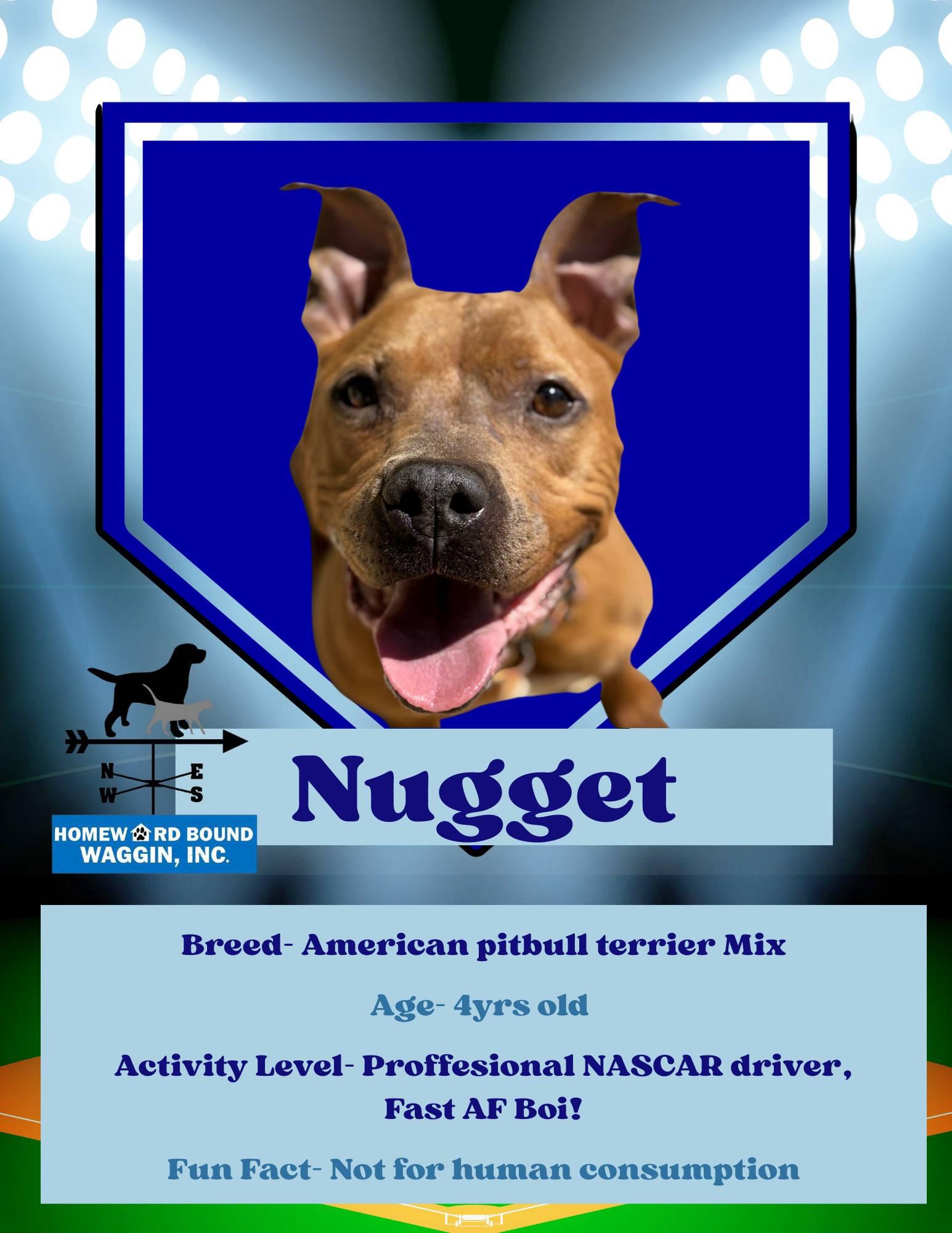 Enlarge Nugget, a Adoptable mixed breed in Tremont, IL image 2/5